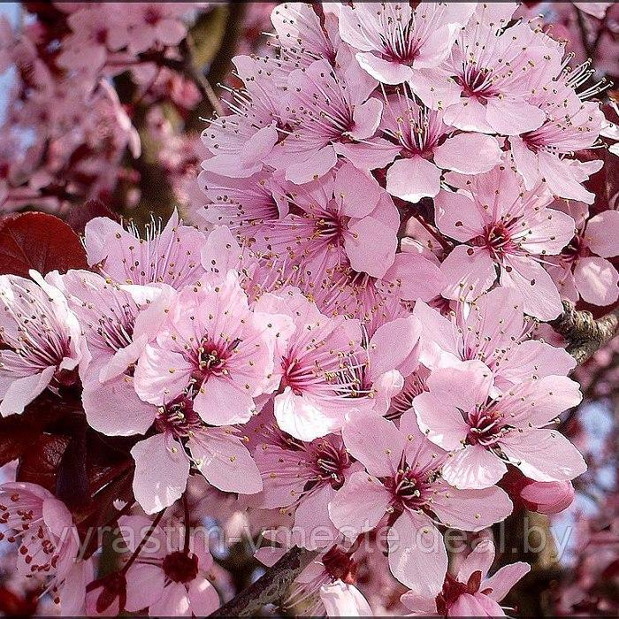 Черемуха виргинская Шуберт(Prunus virginiana `Shubert) С40, РП - фото 1 - id-p177830626