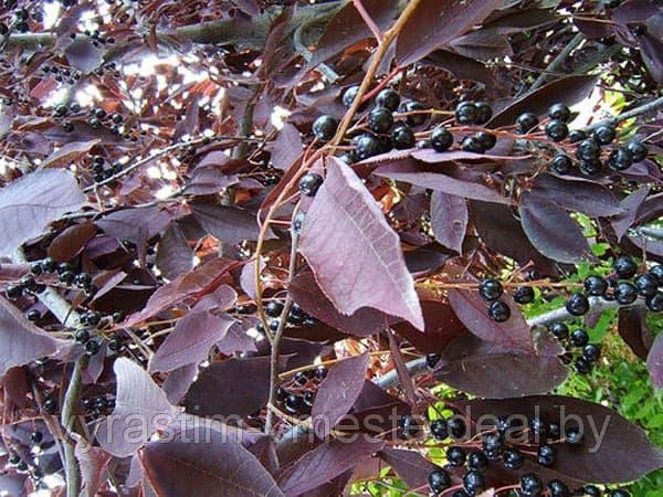 Черемуха виргинская Шуберт(Prunus virginiana `Shubert) С40, РП - фото 2 - id-p177830626