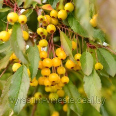 Яблоня торинго Брауэрс Бьюти (Malus toringo Brouwers Beauty), С10,РП - фото 2 - id-p49221749