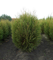 Туя западная Вагнери (Thuja occidentalis Wagneri), С20, выс.140-160 см