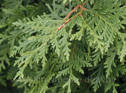 Туя западная Вагнери (Thuja occidentalis Wagneri), С20, выс.140-160 см - фото 3 - id-p177836754