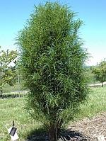 Крушина ломкая Файн Лайн (Frangula alnus 'Fine Line'), С5