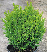 Самшит вечнозеленый (Buxus sempervirens) С2 В.30-40 см
