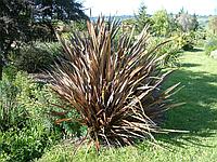 Лен новозеландский, или Формиум прочный пурпуреум (Phormium tenax Atropurpureum), С5