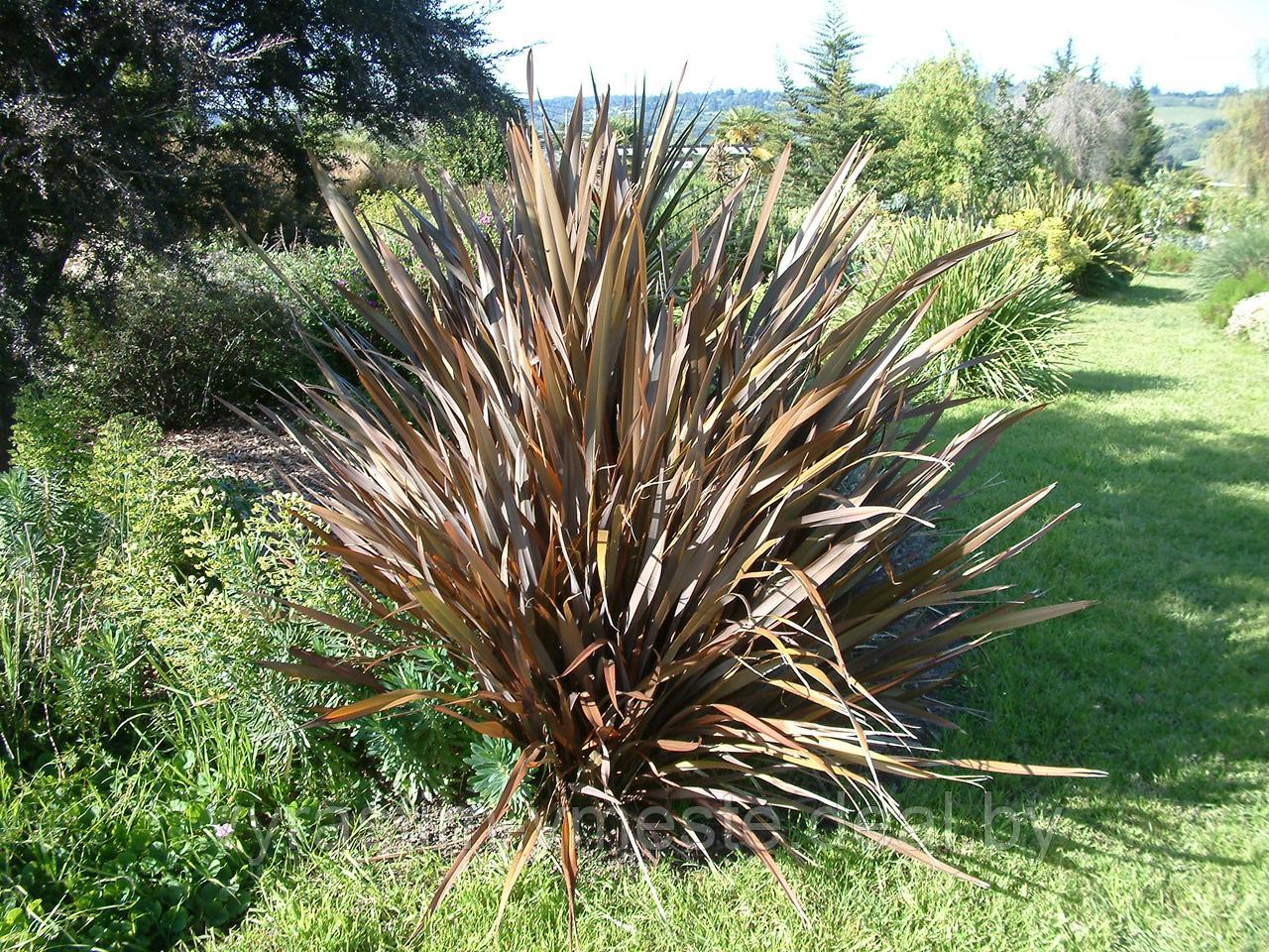 Лен новозеландский, или Формиум прочный пурпуреум (Phormium tenax Atropurpureum), С5 - фото 1 - id-p177881412