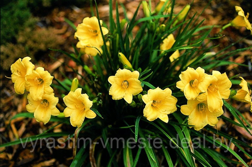 Лилейник "Stella de Oro" (Hemerocallis Stella de Oro), С2 - фото 1 - id-p177881513