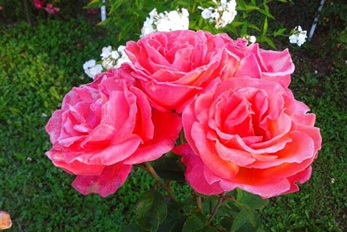Роза Карина (Rose Carina), С2 - фото 1 - id-p177925407