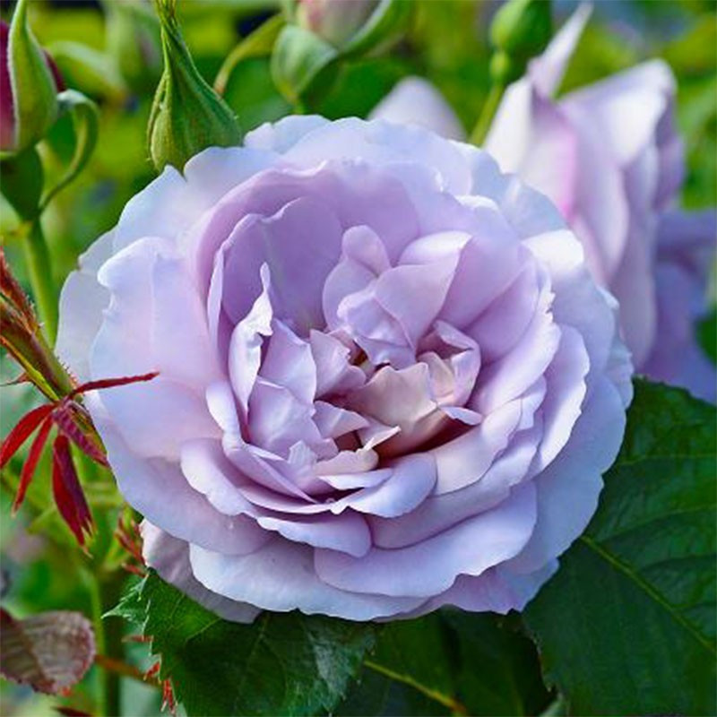 Роза Леди Парфюм (Lady Perfume), С2 - фото 1 - id-p177957926