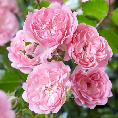 Роза Пинк Фейри (Pink Fairy), С2 - фото 1 - id-p177962232