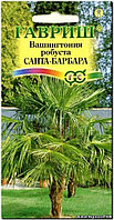 Пальма Вашингтония Санта-Барбара 3шт (Гавриш)