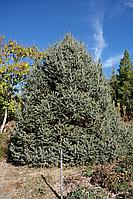 Ель Лицзянская (Picea likiangensis Franch E.Pritz) C5