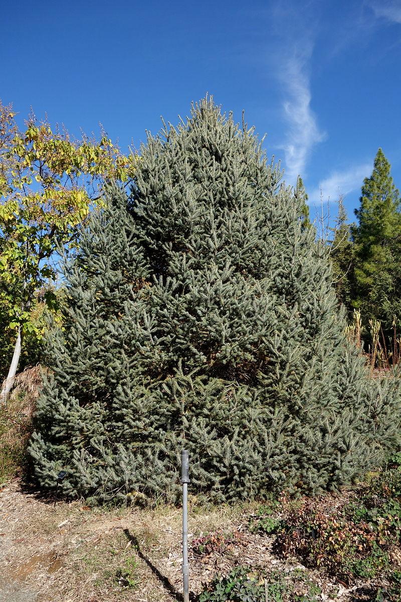 Ель Лицзянская (Picea likiangensis Franch E.Pritz) C5 - фото 1 - id-p177997901