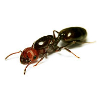 Crematogaster scutellaris