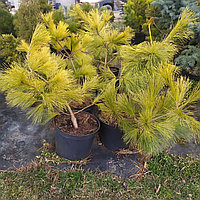 Сосна веймутова Ауреа (Pinus strobus Aurea) C5