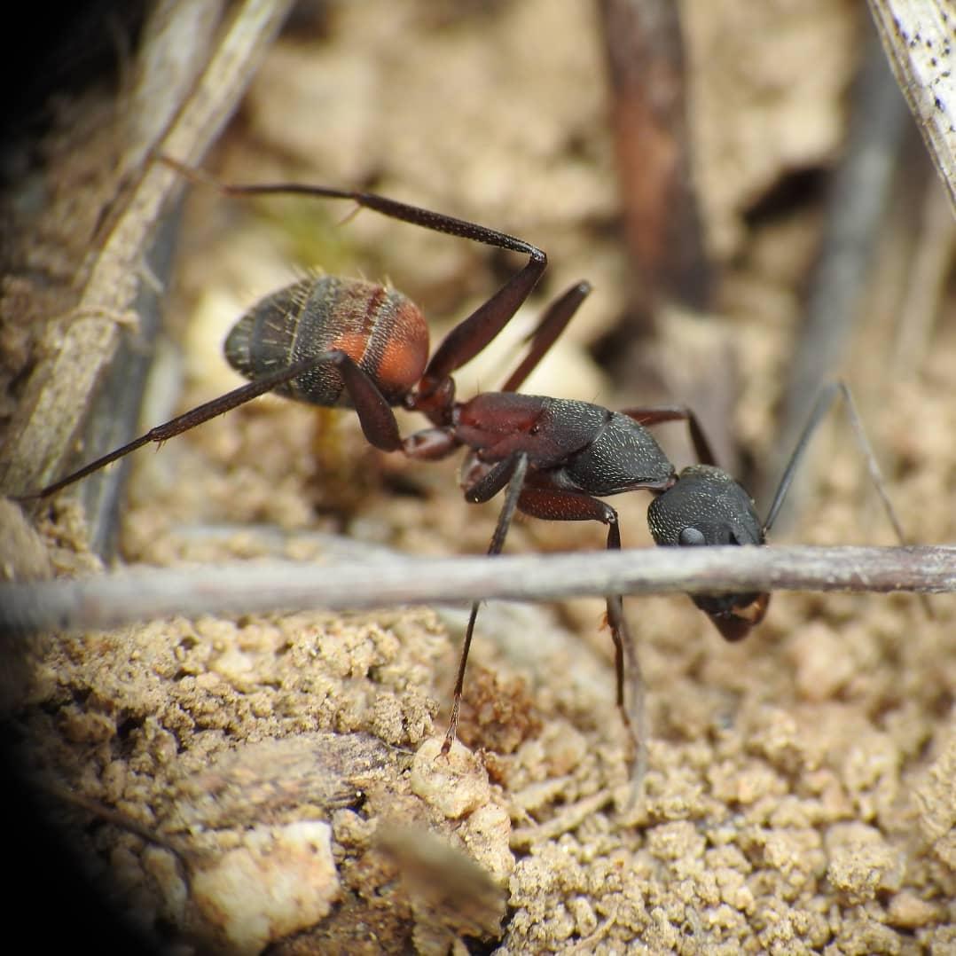 Camponotus cruentatus - фото 2 - id-p178149586