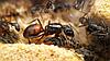 Camponotus cruentatus, фото 3