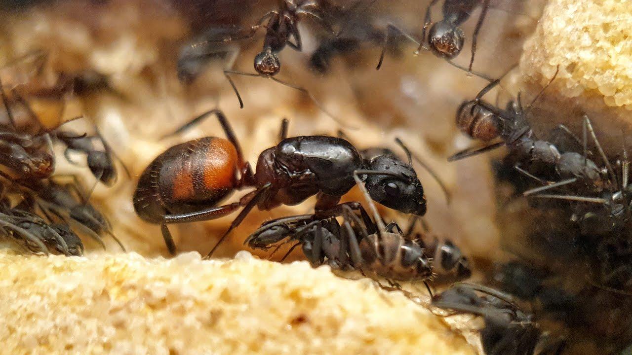 Camponotus cruentatus - фото 3 - id-p178149586