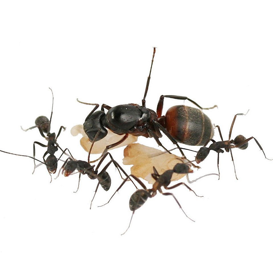 Camponotus cruentatus - фото 1 - id-p178149586