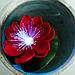 INBLOOM Лилия декоративная с подсветкой для пруда, полиэстер, 10см, LR44х3, 12 цветов, фото 6