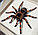 Золотоколенный Паук-тарантул, арт.: П1в, фото 3