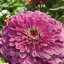 Цинния георгиноцветковая Фиолетовая Королева, семена, 0.3гр., Польша, (сдв)