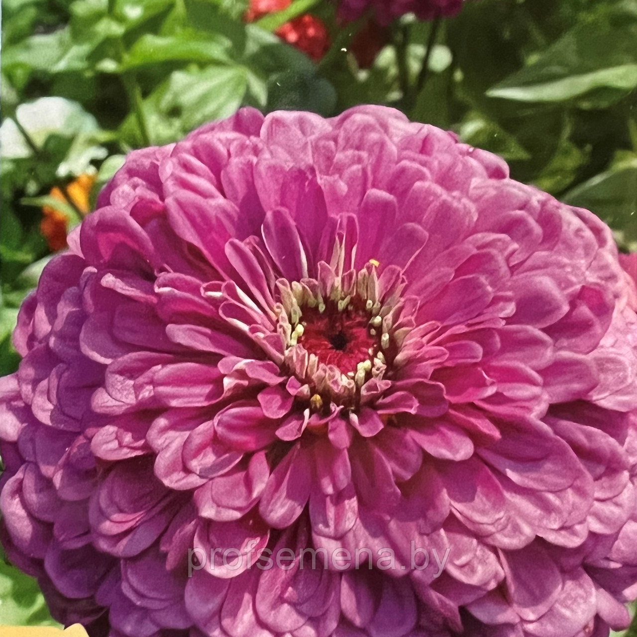 Цинния георгиноцветковая Фиолетовая Королева, семена, 0.3гр., Польша, (сдв) - фото 1 - id-p178268079