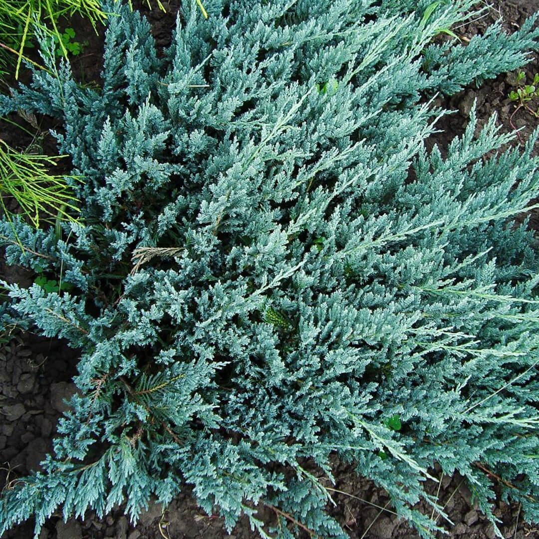 Можжевельник блю эрроу бонсай. Можжевельник виргинский блю эрроу. Можжевельник скальный вичита блю. Можжевельник скальный блю хевен. Можжевельник блю отзывы.