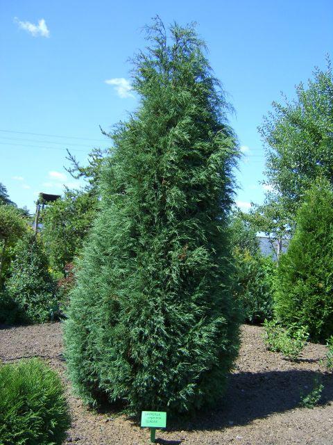 Можжевельник виргинский Глаука (Juniperus virginiana Glauca) С5 - фото 1 - id-p178482927