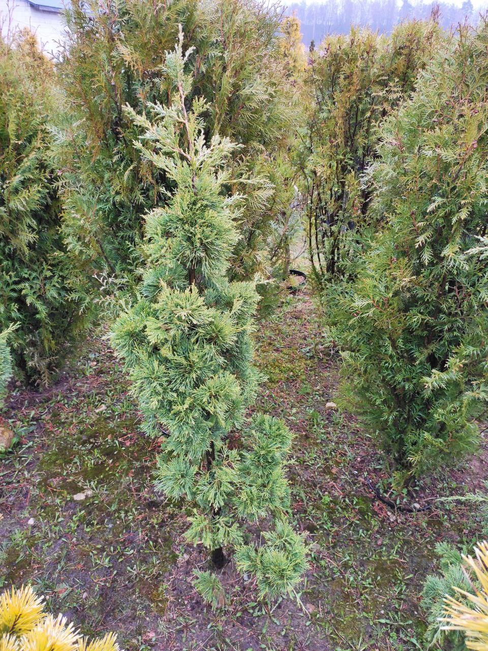 Можжевельник виргинский Глаука (Juniperus virginiana Glauca) С5 - фото 3 - id-p178482927