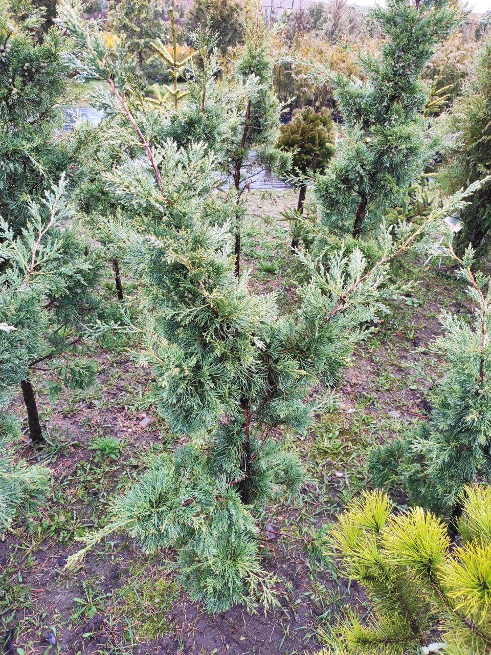 Можжевельник виргинский Глаука (Juniperus virginiana Glauca) С5 - фото 2 - id-p178482927