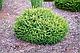 Ель обыкновенная Охлендорфи (Picea abies Ohlendorffii), формированная, С10, выс. 50-70см, диам. 40-50см, фото 2
