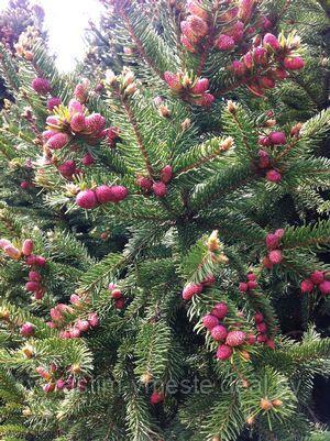 Ель обыкновенная Охлендорфи (Picea abies Ohlendorffii), формированная, С10, выс. 50-70см, диам. 40-50см - фото 3 - id-p178483167