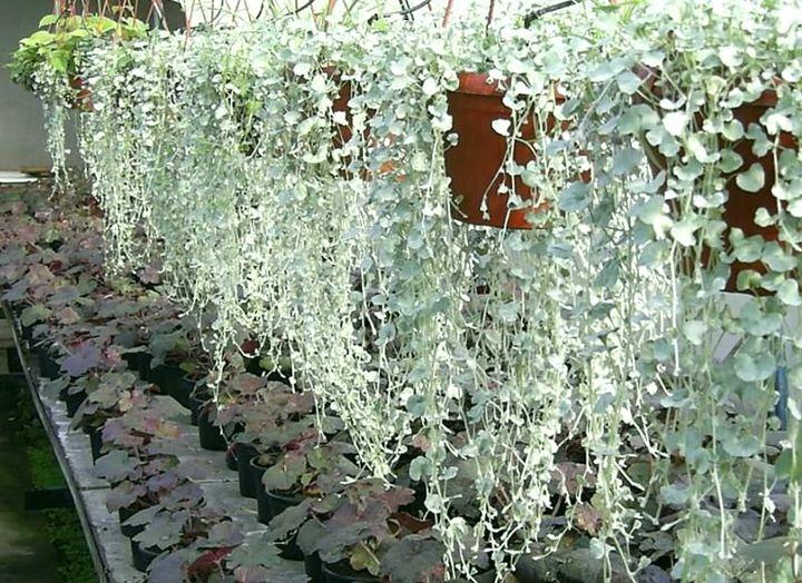 Лиана дихондра ампельная комнатная