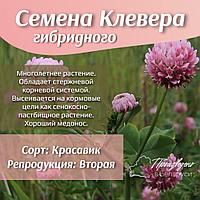 Семена клевера гибридного (розового), кг