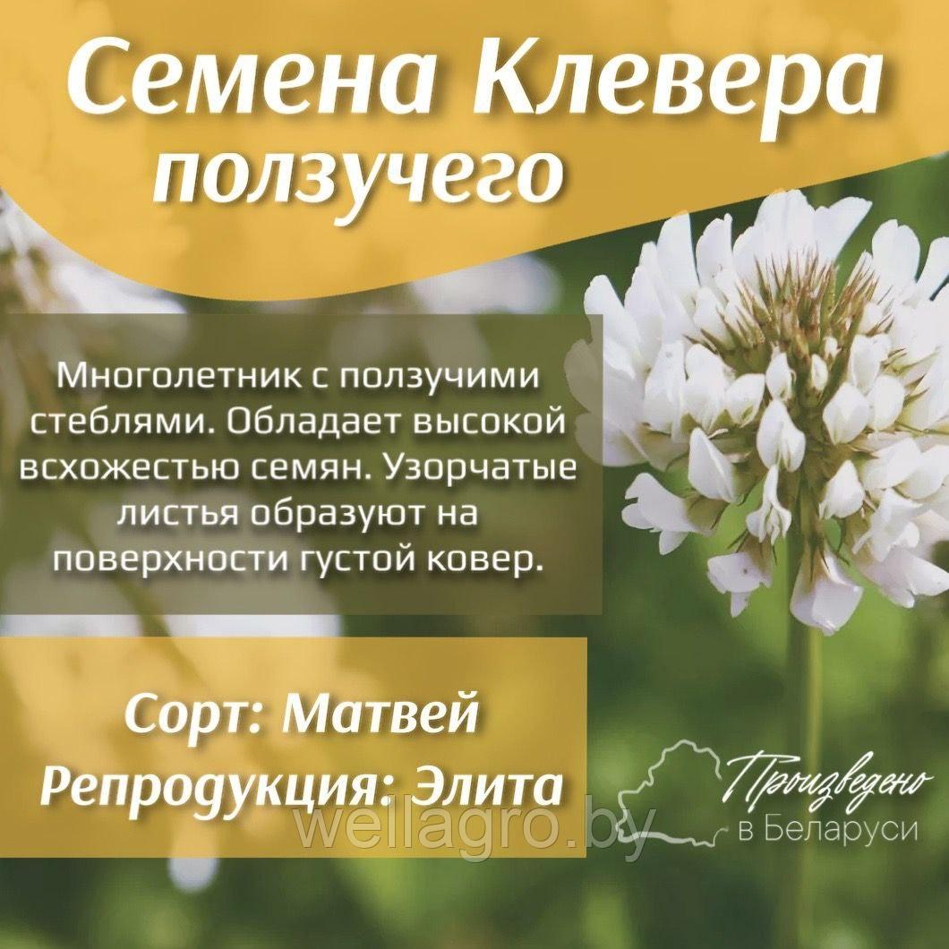 Семена клевера ползучего (белый), сорт Матвей Элита, кг