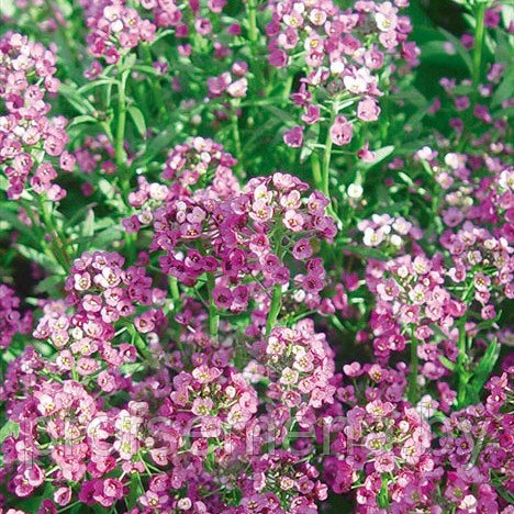 Алиссум Розовая королева, семена, 0,1гр. Польша, (сдв) - фото 1 - id-p178576835