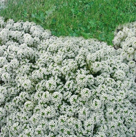 Алиссум Снежный ковёр, семена, 0,2гр., Польша, (сдв) - фото 1 - id-p178576836
