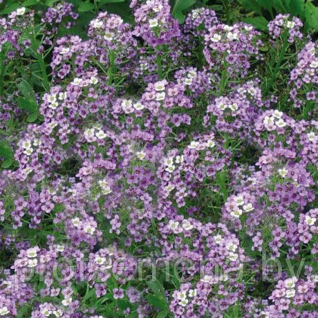 Алиссум Фиолетовая королева, семена, 0,1гр., Польша, (сдв)