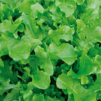 Салат листовой Дубовый Лист зеленый РС1, семена салата, сдв
