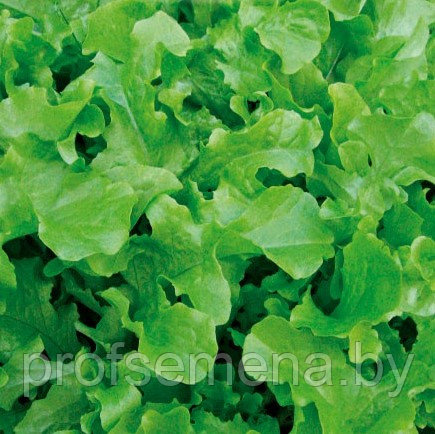 Салат листовой Дубовый Лист зеленый, семена, 0,5гр, Польша, (сдв) - фото 2 - id-p178629231