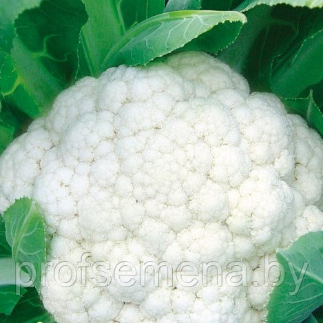 Капуста цветная Снежный шар Сноубол, семена, 0,5гр, Польша, (сдв) - фото 1 - id-p178631381