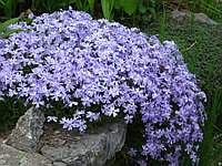 Флокс шиловидный ЭМЕРАЛЬД БЛЮ (Phlox subulata Emerald Cushion Blue)