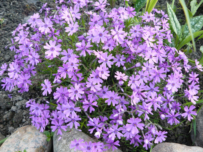 Флокс шиловидный ЭМЕРАЛЬД БЛЮ (Phlox subulata Emerald Cushion Blue) (ID ...