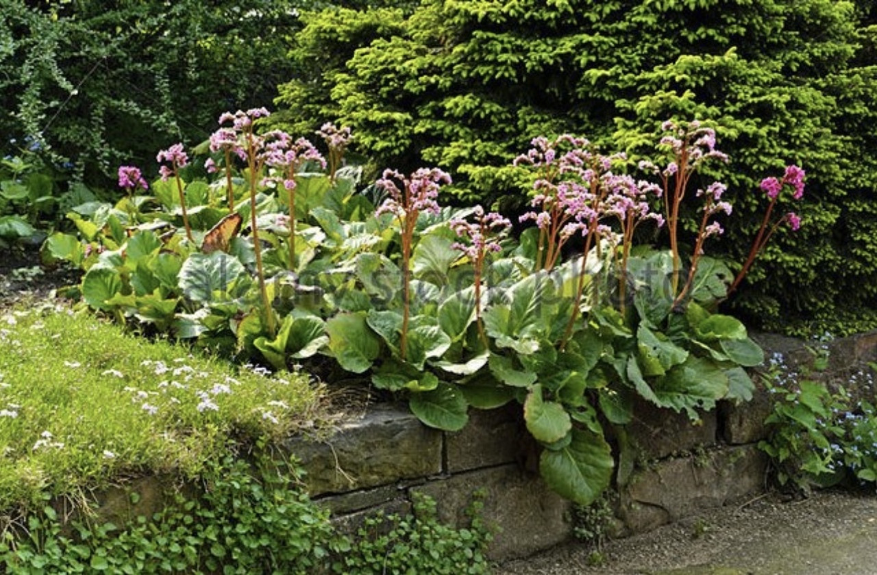 Бадан сердцелистный (Bergenia cordifolia) - фото 1 - id-p178634920