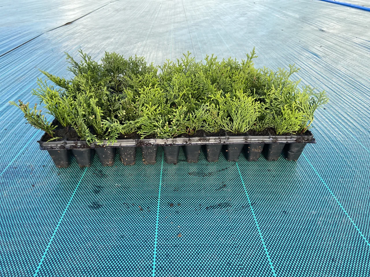 Туя смарагд черенки (кассета на 104 шт)