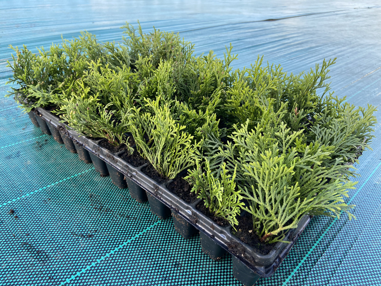 Саженцы Туи Западной Смарагд опт