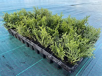 Саженцы Туи Западной Смарагд опт