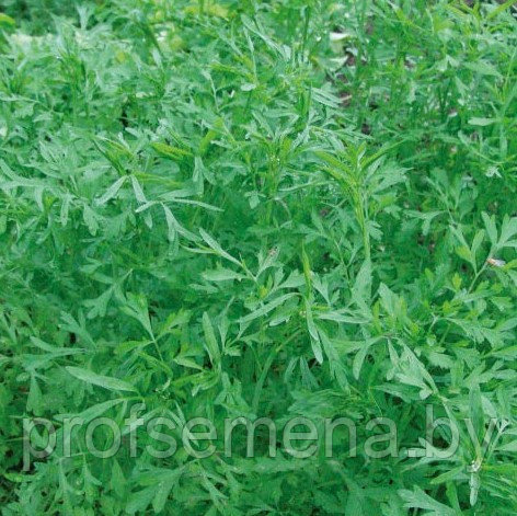 Кресс-салат Садовый РС1 , семена салата, 1гр, Польша, сдв - фото 1 - id-p178639314