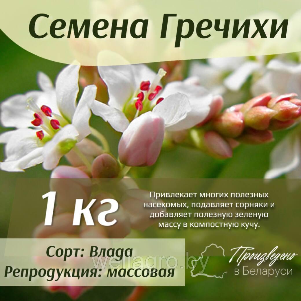 Семена гречихи, кг