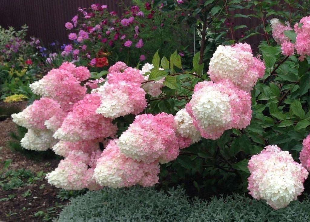 Гортензия метельчатая Ванилла Фрейз (Hydrangea paniculata Vanille Fraise) С3 - фото 2 - id-p178698914